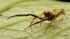 Viciria pavesii
