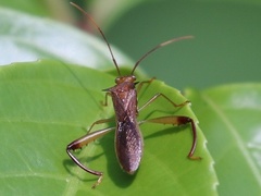 Hyalymenus longispinus