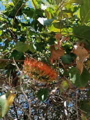 Combretum farinosum