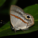 Mariposa Opaca - Photo (c) Ken Kertell, algunos derechos reservados (CC BY-NC), subido por Ken Kertell