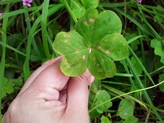 Puccinia sorghi