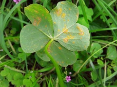 Puccinia sorghi
