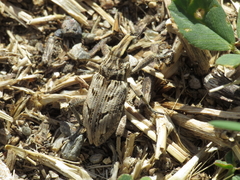 Coniocleonus excoriatus