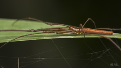 Tetragnatha mandibulata