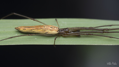 Tetragnatha mandibulata
