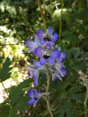 Delphinium crispulum