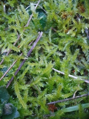 Rhynchostegium megapolitanum