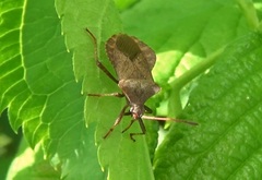Coreus marginatus