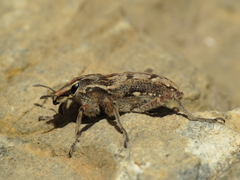 Coniocleonus excoriatus
