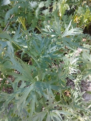 Delphinium crispulum