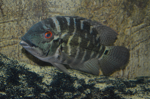Parrot Cichlid