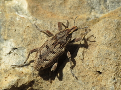 Coniocleonus excoriatus