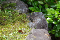 Plestiodon japonicus