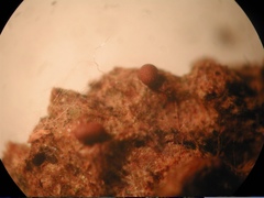 Ophiotheca chrysosperma