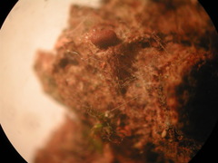 Ophiotheca chrysosperma