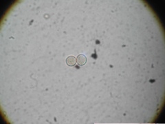 Ophiotheca chrysosperma