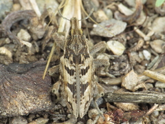 Coniocleonus excoriatus