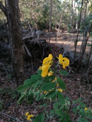 Senna pallida