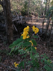 Senna pallida