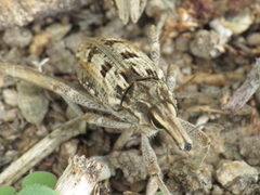 Coniocleonus excoriatus