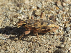 Coniocleonus excoriatus