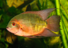 Emerald Cichlid photo 1