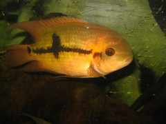 Emerald Cichlid photo 4