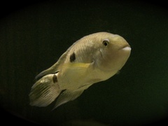 Emerald Cichlid photo 5
