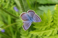 Cyaniris semiargus