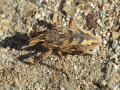 Coniocleonus excoriatus