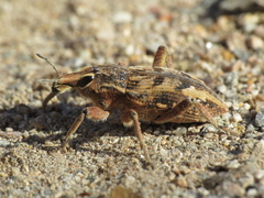 Coniocleonus excoriatus