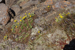 Geum glaciale