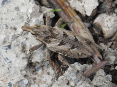 Coniocleonus excoriatus