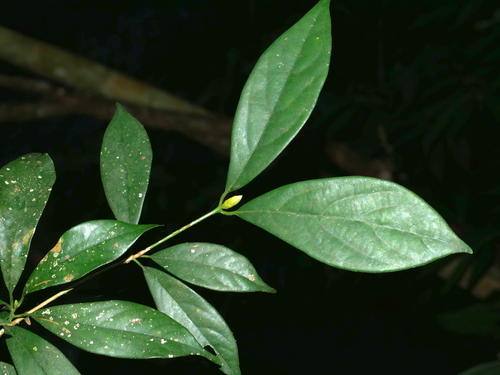 Nothaphoebe konishii