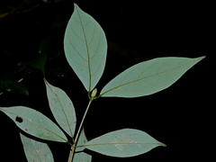 Machilus konishii, photograph Jacy Chen, CC BY, iNaturalist via GBIF