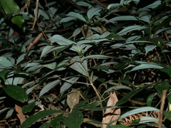 Machilus konishii, photograph Jacy Chen, CC BY, iNaturalist via GBIF
