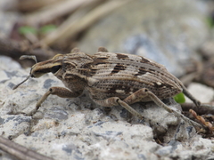 Coniocleonus excoriatus