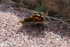 Vanessa indica indica