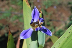 Trimezia coerulea