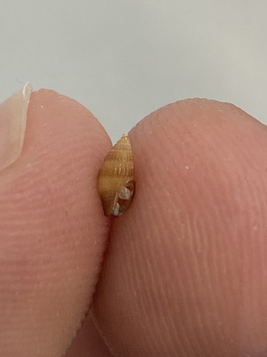 Parvanachis ostreicola, 2021-01-22