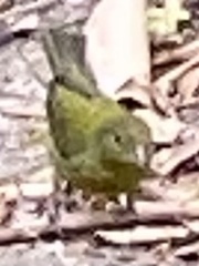 Passerina ciris image