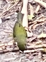 Passerina ciris image