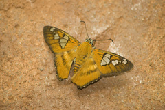 Myscelus epimachia