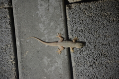 Hemidactylus flaviviridis