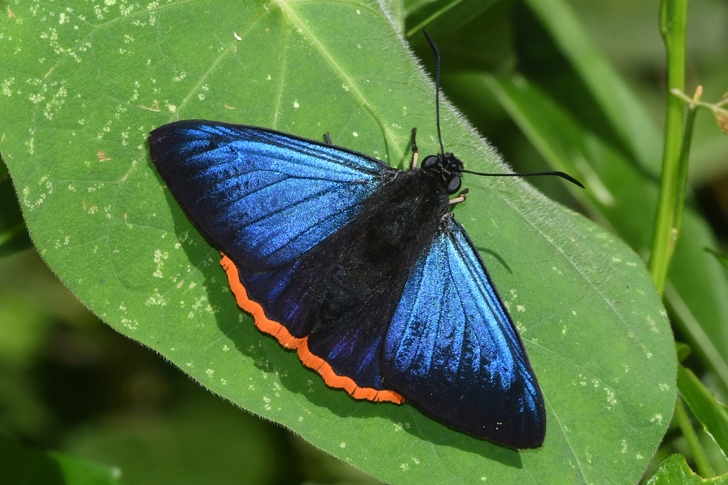 Fire-edged Skipper
