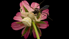 Thomisus