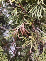 Pestalotiopsis funerea