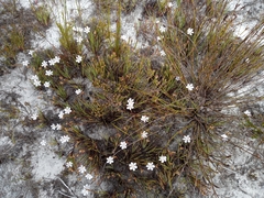 Aristea glauca