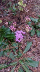 Carphephorus odoratissimus