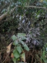 Onoseris onoseroides